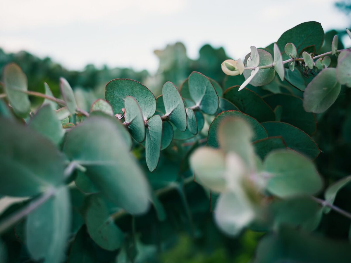 feuilles eucalyptus aquarelle entraîner mesurer progrès
