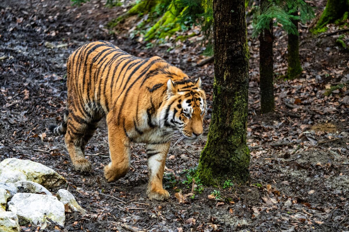 muzik tiger saison erreurs fréquentes éviter