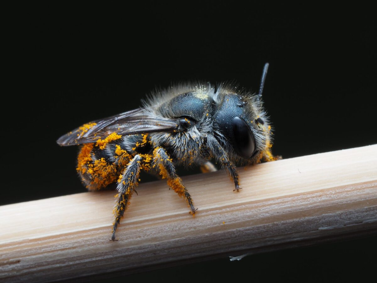 creations détaillées bois matériaux choisir abeille